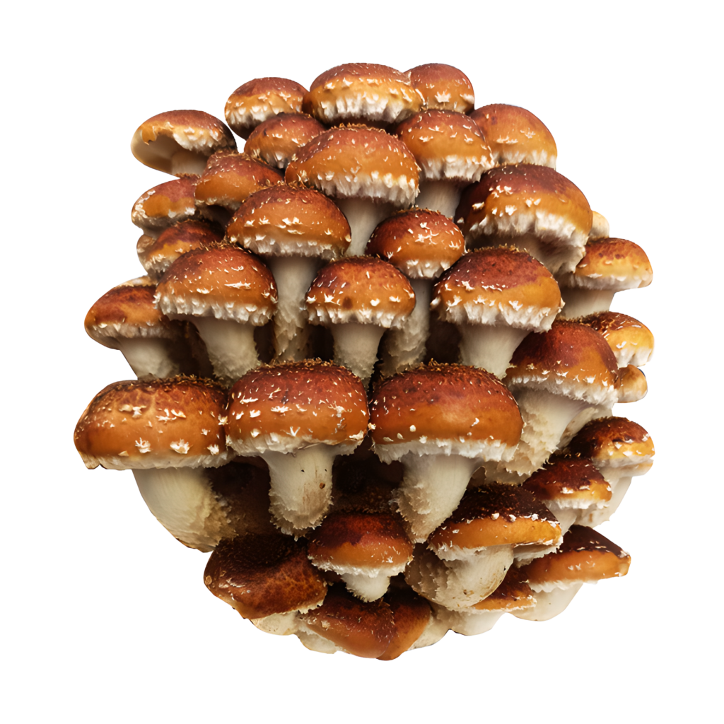 Chestnut Mushrooms urbanikafarms Łuskwiak tłustawy